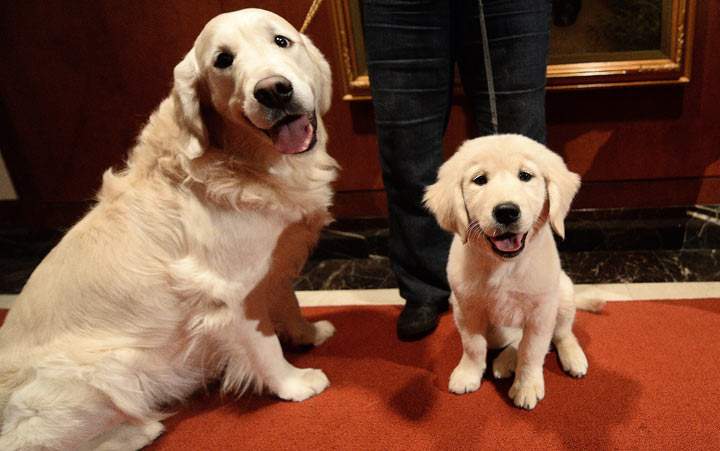 A puppy and adult Golden Retriever pose as the 2013 most popular dog breeds in the US are unveiled to the press at the American Kennel Club in New York on January 31, 2014.