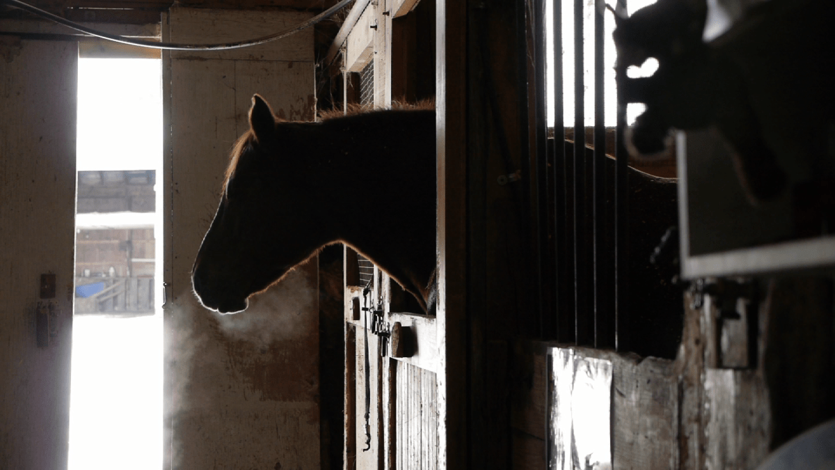 Two organizations dedicated to helping members of the military and their families will receive funding to study the effect of equine therapy for veterans with mental health conditions.