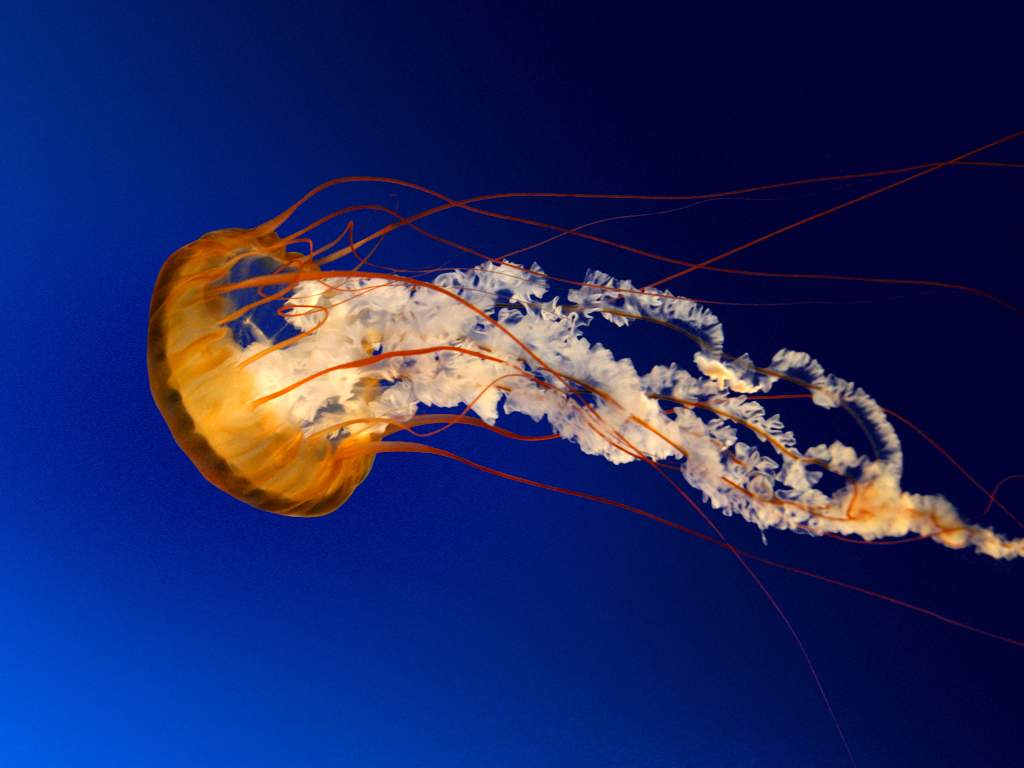 Halifax scientist asking people to be on the lookout for slimy jellyfish - image