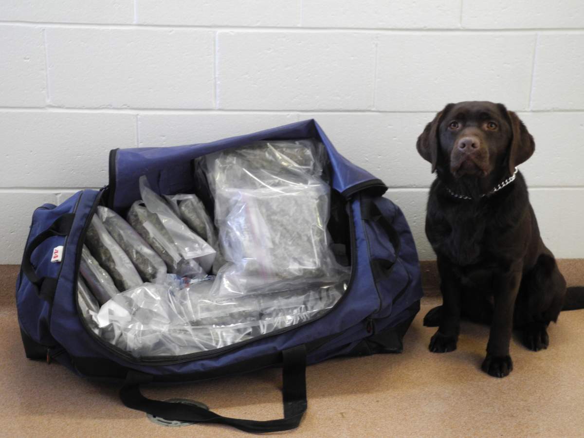 Maggie, an RCMP drug-sniffing dog, sits beside a bag of seized marijuana.
