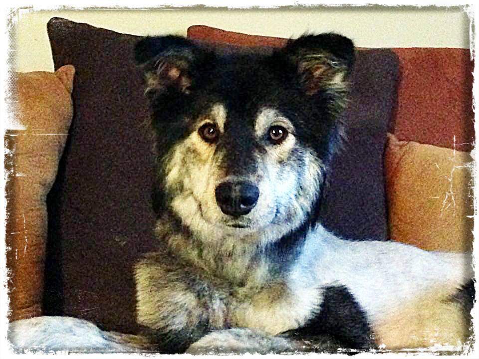 Molly is starting to look healthier and healthier.