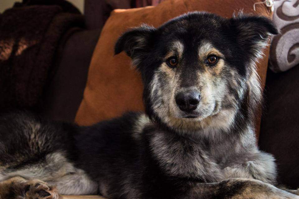 An updated photo of Molly, who was rescued in a horrific animal cruelty case.