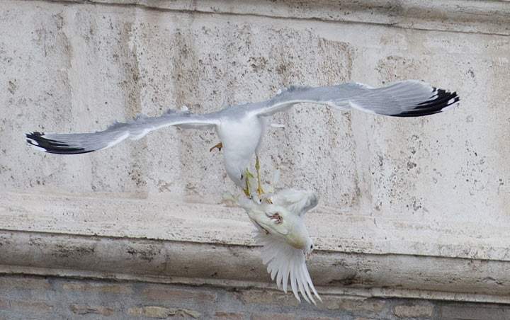Papal 'peace' dove attacked