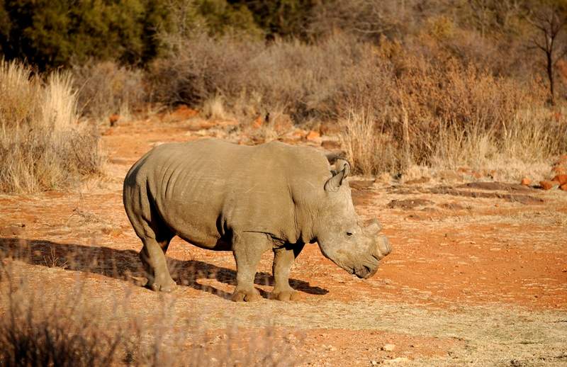 A black dehorned rhinoceros walks on August 3, 2012 at the Bona Bona Game Reseve, 200 kms southeast of Johannesburg. South Africa has seen a devastating increase in poaching in recent years as black-market demand for rhino horn has grown. 