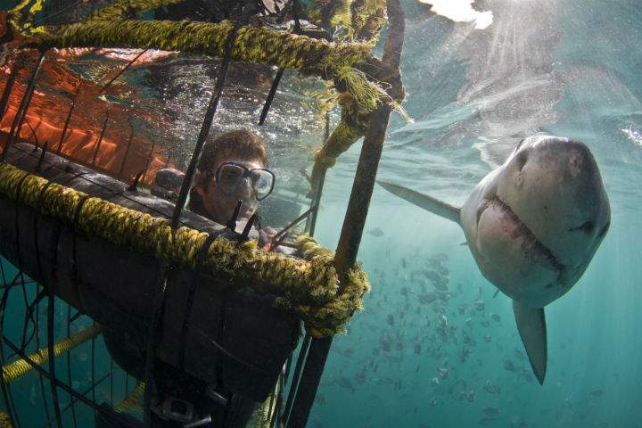 A 4.9-metre-long great white shark got within an inch of a British photographer’s lens off South Africa. Dr. Steve Campana said great white sharks are protected in virtually every country in the world — including Australia. (File photo)