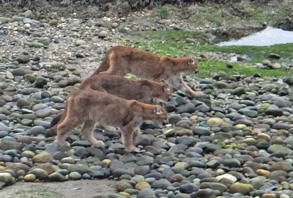Three cougars seen in Roberts Creek on the Sunshine Coast. Photo credit: Greg Carter.