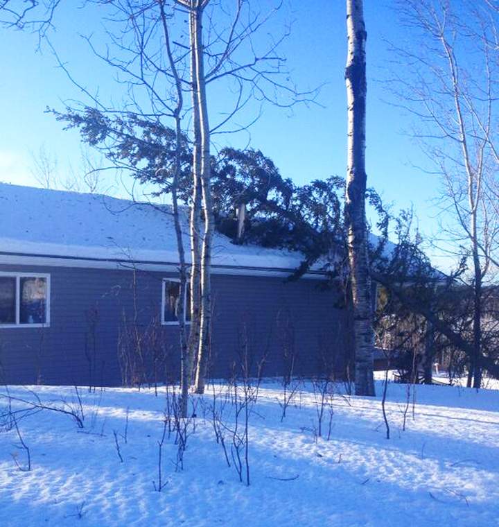A downed tree on top of a building near Big River, Sask. on Jan. 15, 2014.