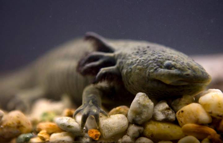 FILE - In this Sept. 27, 2008 file photo, a salamander-like axolotl, also known as the "water monster" and the "Mexican walking fish," swims in a tank at the Chapultepec Zoo in Mexico City.