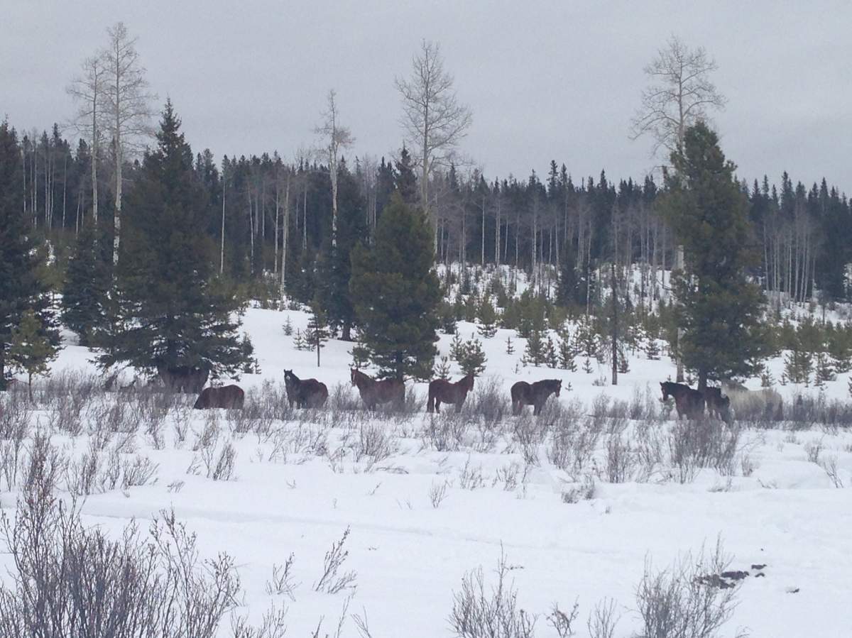 Wild horses in southern Alberta.