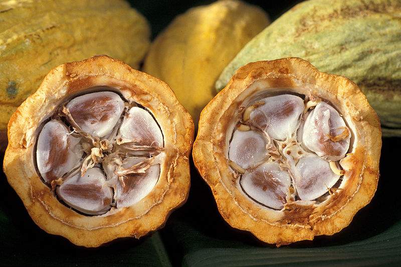 Is chocolate a vegetable? - image