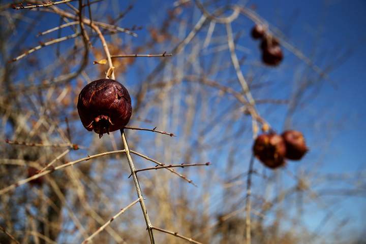 Rotting pomegranates hang from a tree in an orchard on Feb. 25, 2014 in Firebaugh, California. (Photo credit: Justin Sullivan/Getty Images)
