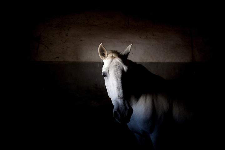 An equine therapy program that has been helping Canadian veterans with post-traumatic stress disorder is expanding its reach to the RCMP.