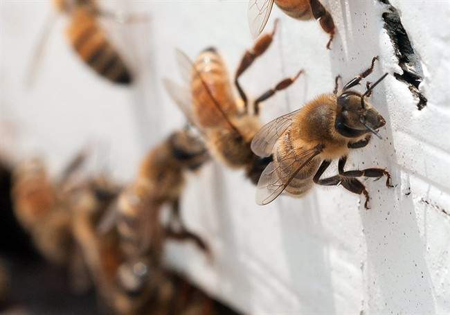 Calif. honey production dries up amid record drought