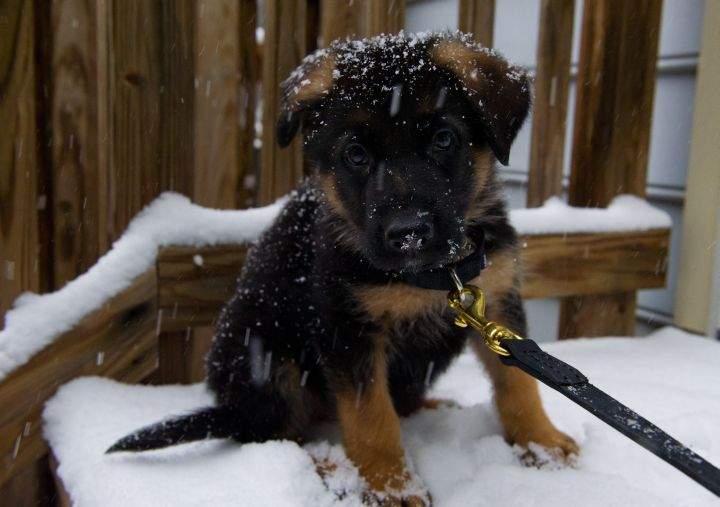 If it's too cold for you, it's too cold for your pets.