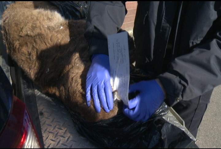 Growing wildlife concerns after conservation forced to kill another cougar - image