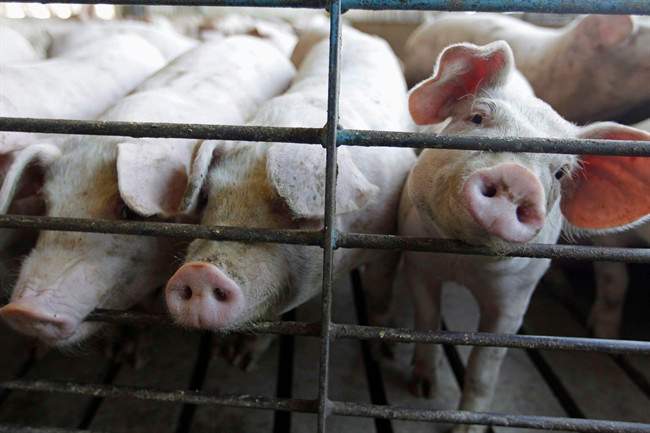 The federal government has given conditional approval to the first vaccine licensed to fight Porcine epidemic diarrhea.