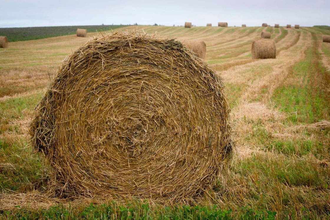 Canadians farms have become larger as their numbers have declined in recent decades, a new study finds. The average age of a farmer is also older.