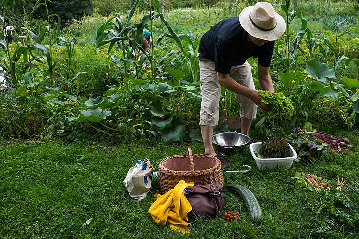 Tips for homeowners inheriting a garden with their new home - image