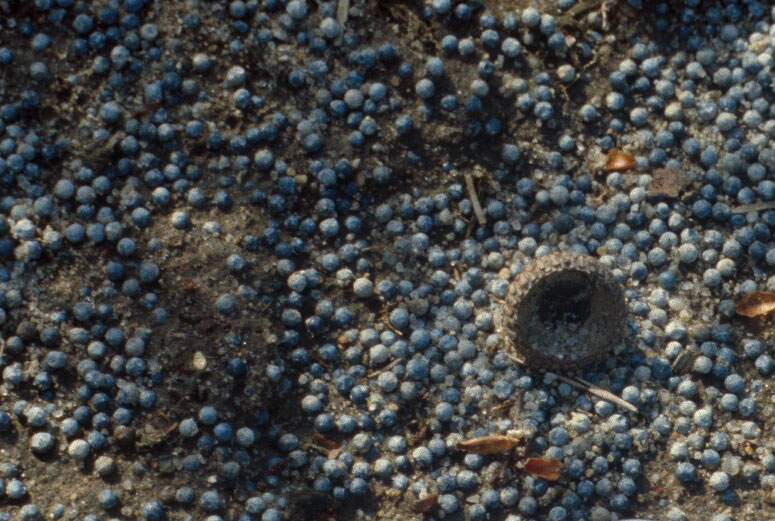 Lead shot on the ground at a shooting range.