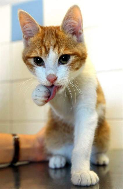 Vancouver resident wants to open city’s first cat cafe - image