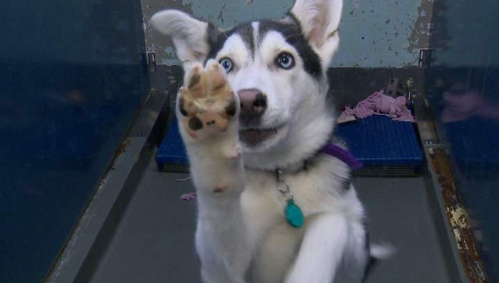 The Saskatoon SPCA will Rock the Shelter at the Odeon Event Centre Friday night.
