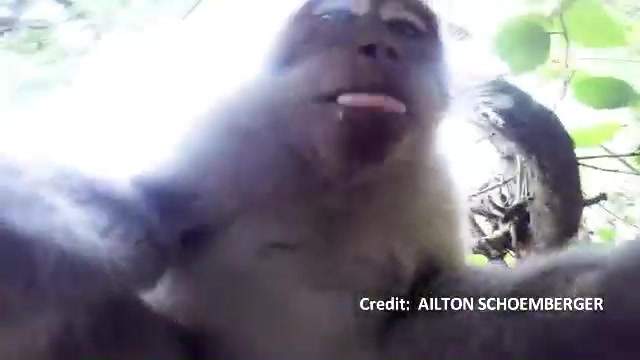 Famous monkey selfie case back in court - image