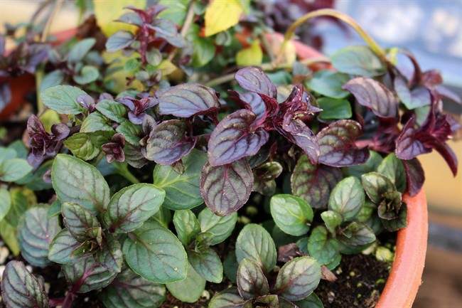 These plants are the next best thing to chocolate