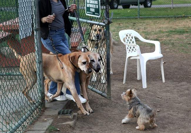 Dog play | When is the roughhousing too rough