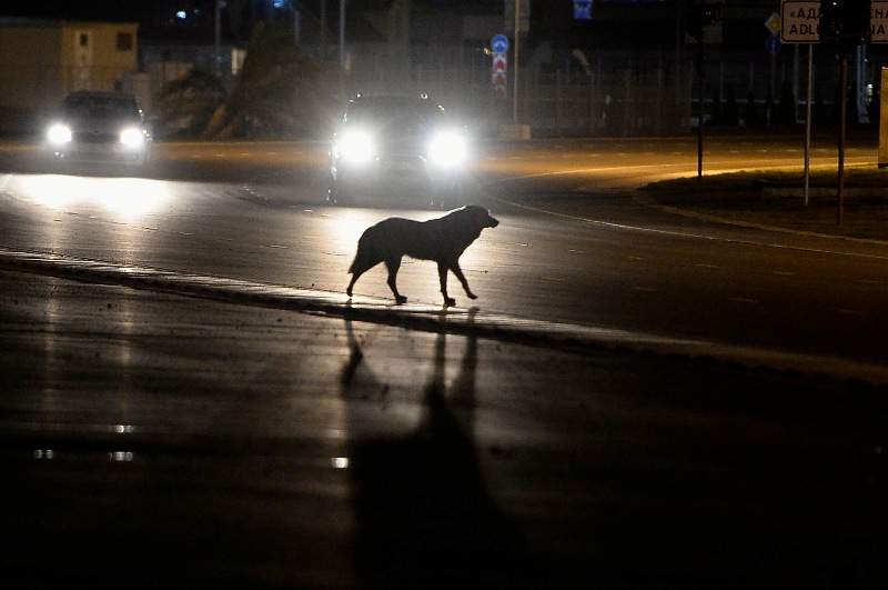 Russia-stray-dogs