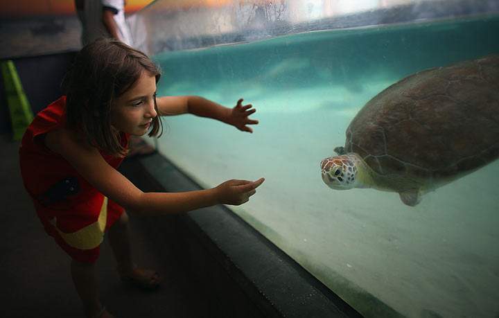 New Tampa Bay CityPass gives tourists access to theme park, museums