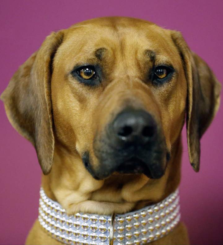 Raquel, a Rhodesian ridgeback, waits for competition to begin.