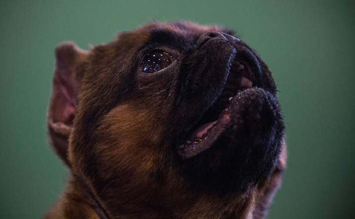  A Brussels Griffon competes in the 138th annual Westminster Dog Show at the Piers 92/94 on February 10, 2014 in New York City.