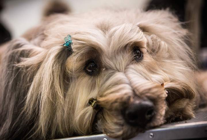 A Briard named ‘Cagney.’