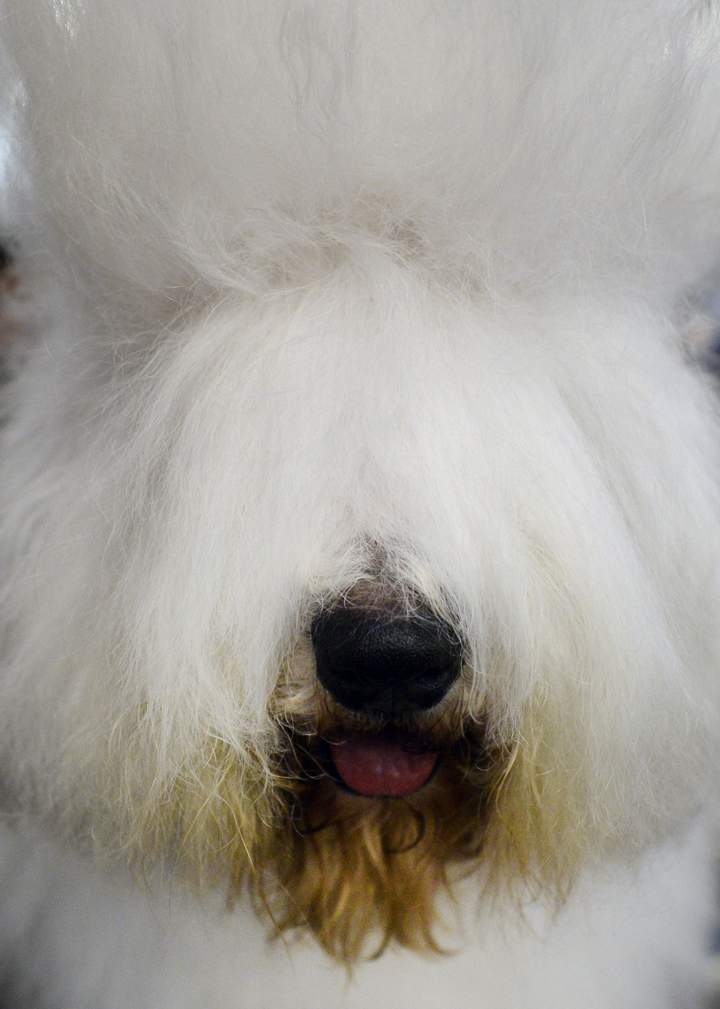 An Old English Sheepdog in the benching area.