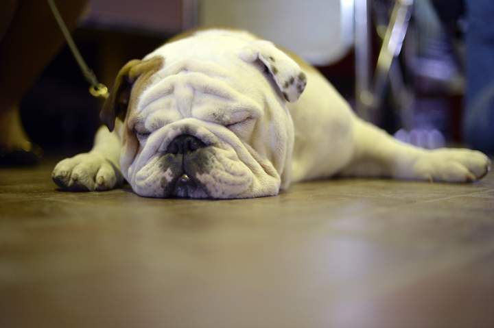 A Bulldog in the benching area.