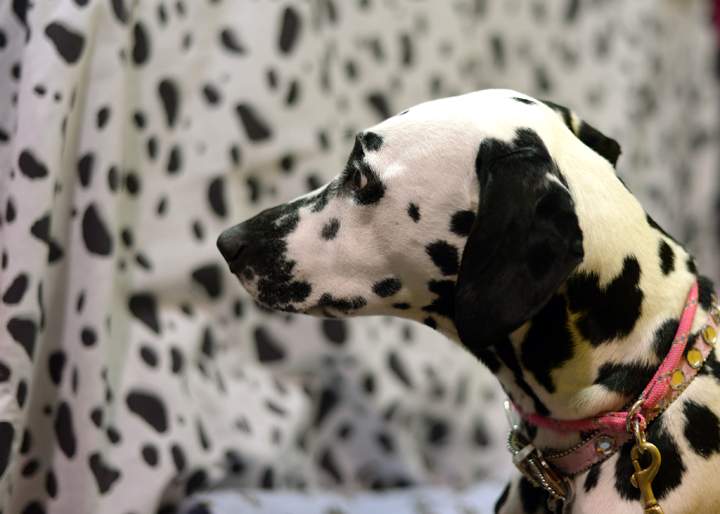 A Dalmation in the benching area.