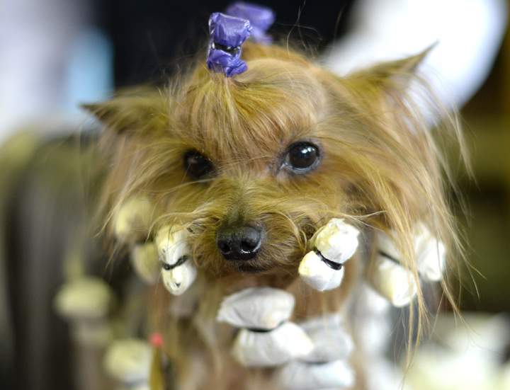A Yorkshire Terrier in the benching area.
