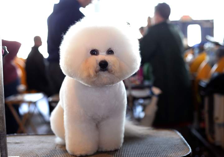 A Bichon Frises waits in the benching area.