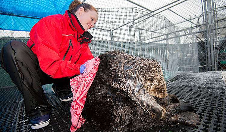 A marine mammal rescue team member helps to groom rescued sea otter Whiffen, who was unable to reach his entire body.