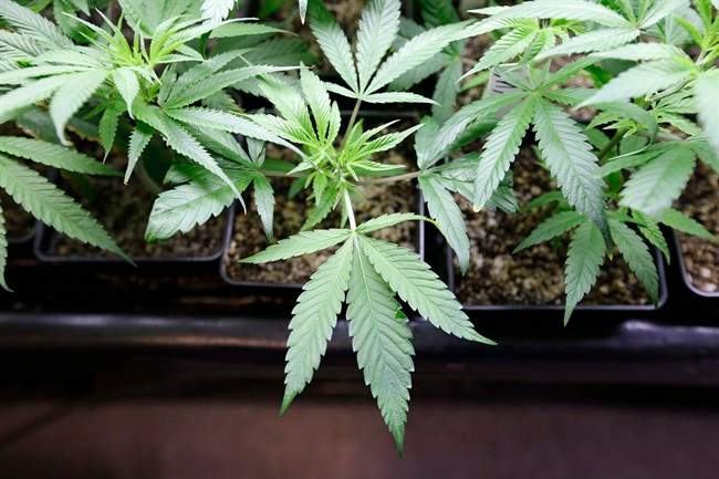 Marijuana and PTSD studied in Okanagan - image