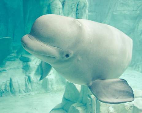 Beluga whales are among many of the threatened animals in Canada.