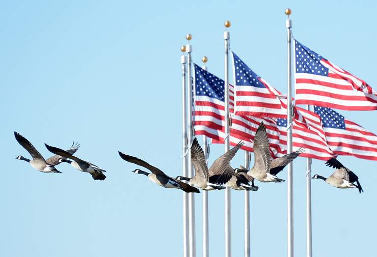 How to get rid of your U.S. citizenship - image