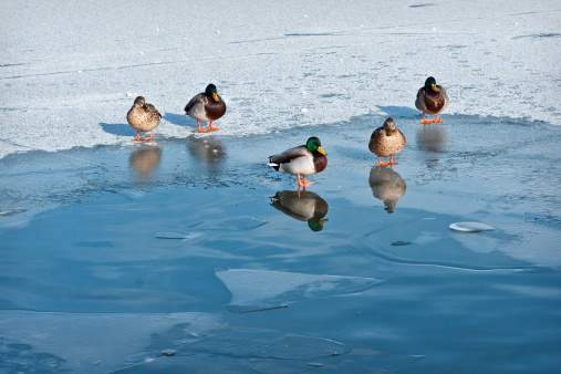 File photo of ducks on the ice.