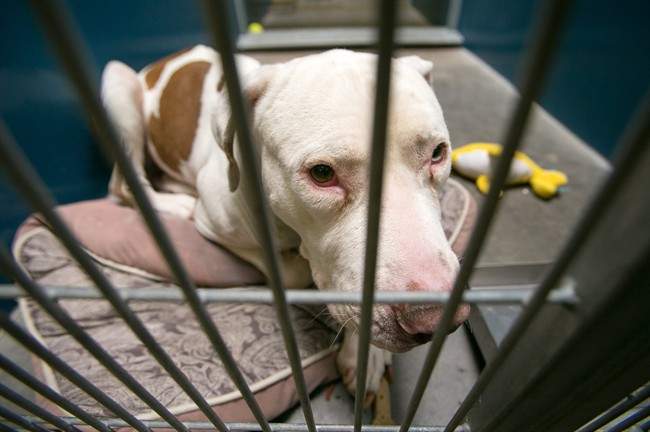 Toronto dog bites fell after pit bull ban - image