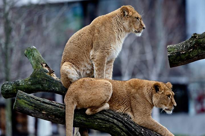 Two lionesses are seen in Copenhagen Zoo on Wednesday, March 26, 2014. A Danish zoo on Wednesday defended its decision to kill two aging lions and two cubs, citing the risk of inbreeding and the arrival of a new male. This week's cull has put the Copenhagen Zoo on the defensive again, a month after it infuriated animal rights activists by killing a healthy giraffe, dissecting it in public and feeding it to the lions.
