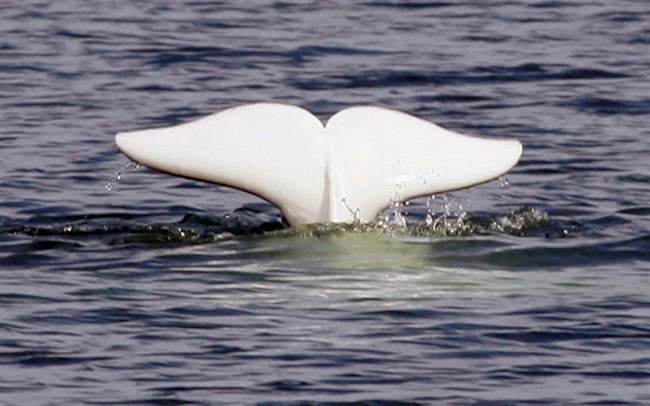 A beluga whale shows its tail in the St.Lawrence River near Tadoussac Que.,