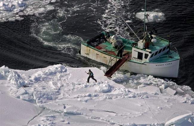 A hunter heads towards a harp seal in the southern Gulf of St. Lawrence March 25, 2009.
