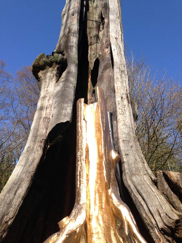 Artist Douglas Coupland to build replica of Hollow Tree in Stanley Park - image