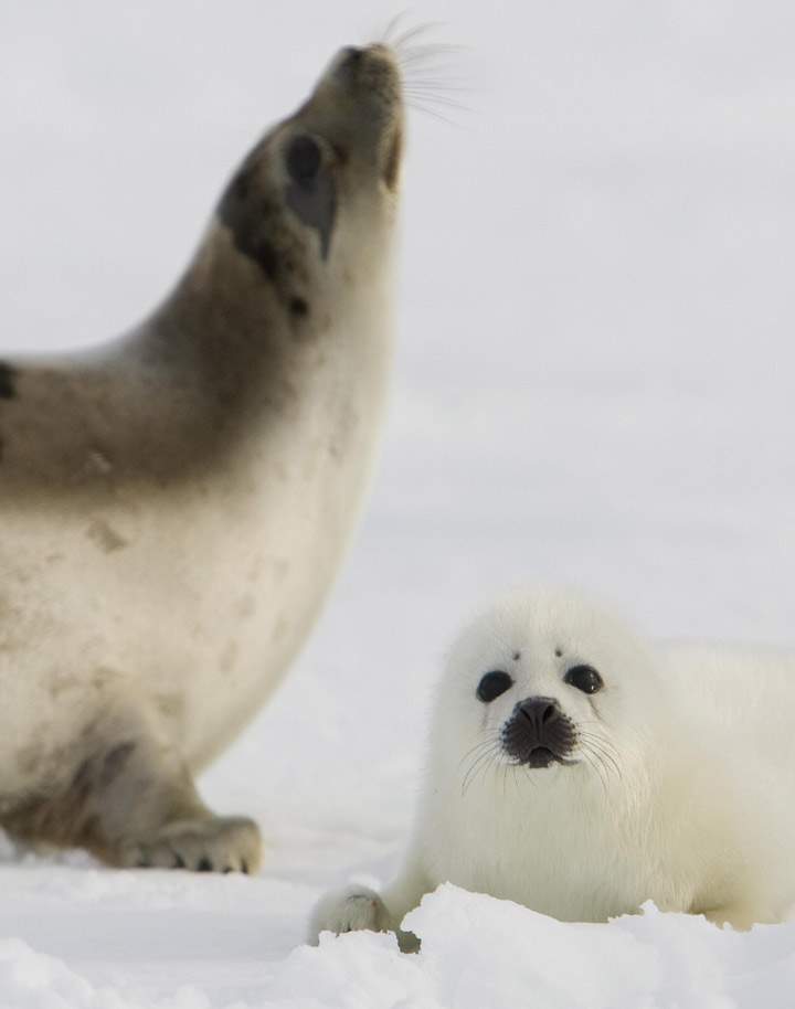 An adult harp seal keeps an eye on her pup on the ice floes on March 3, 2008, off the coast of the Magdalen Islands, Quebec a few weeks before the annual seal hunt.