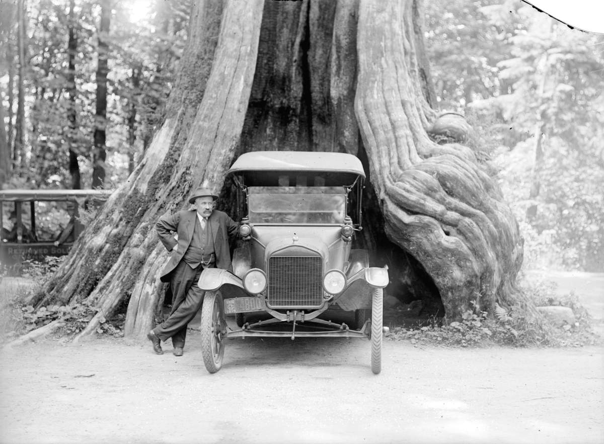 Man standing next to car backed into Hollow Tree at Stanley Park, around 1919.